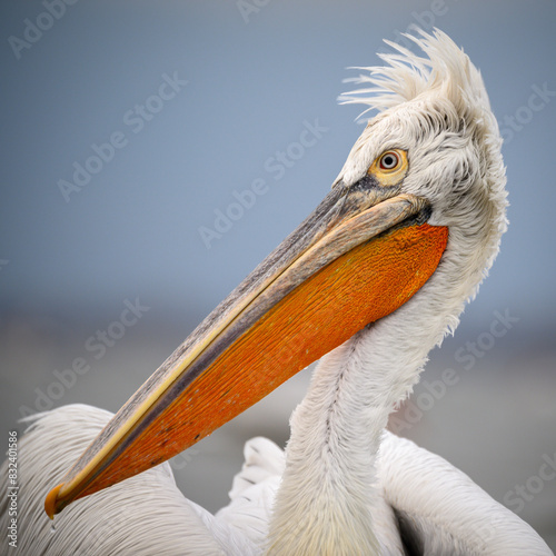 Dalmation Pelican, Lake Kerkini, Central Macdonia, Greece photo