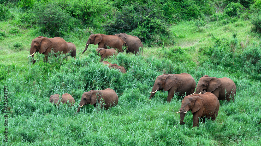 Foraging African Elephants, South Africa Foraging African Elephants, South Africa