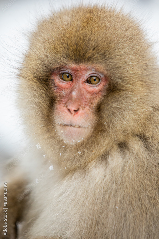 Snow Monkeys at Snow Monkey Park, Jigokudani, Nagano Prefecture, Honshu, Japan Snow Monkeys at Snow Monkey Park, Jigokudani, Nagano Prefecture, Honshu, Japan