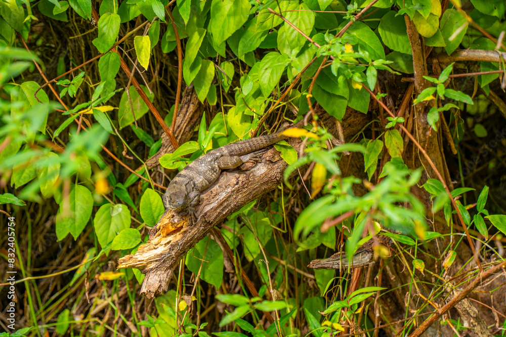 View of baby iguana in undergrowth near Puerto Morelos, Quintana Roo, Caribbean Coast, Yucatan Peninsula, Riviera Maya View of baby iguana in undergrowth near Puerto Morelos, Quintana Roo, Caribbean Coast, Yucatan Peninsula, Riviera Maya