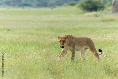 Lion  Panthera leo  in the green season. Lionesses walking around in the morning in the long green grass in the Okavango Delta in Botswana. 
