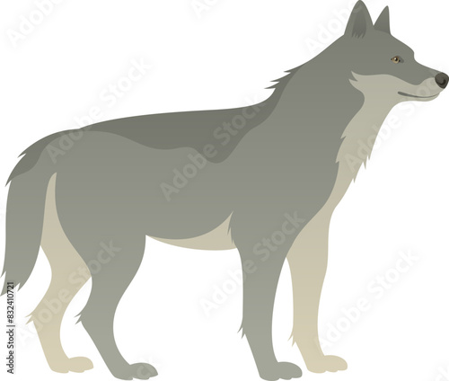 Color vector illustration of gray wolf standing, side view. Wild animal carnivorous mammal with isolated on white background. Wildlife of the world.