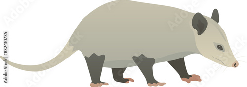Color vector illustration of cute opossum standing, walking, side view. Wild omnivorous animal isolated on white background. Wildlife of America.