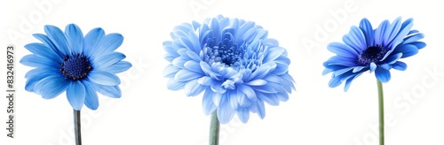 Three high quality exotic blue flowers macro images isolated on white. Greetings card objects for weddings, anniversary cards, mothers' days, and women's day. photo