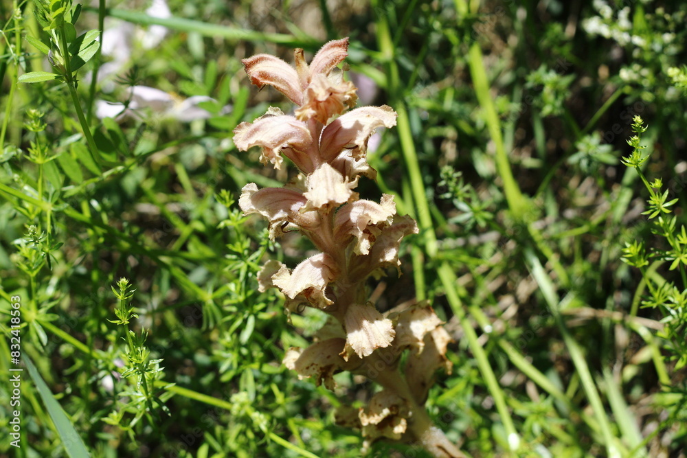 Obraz premium Wild pink orchid