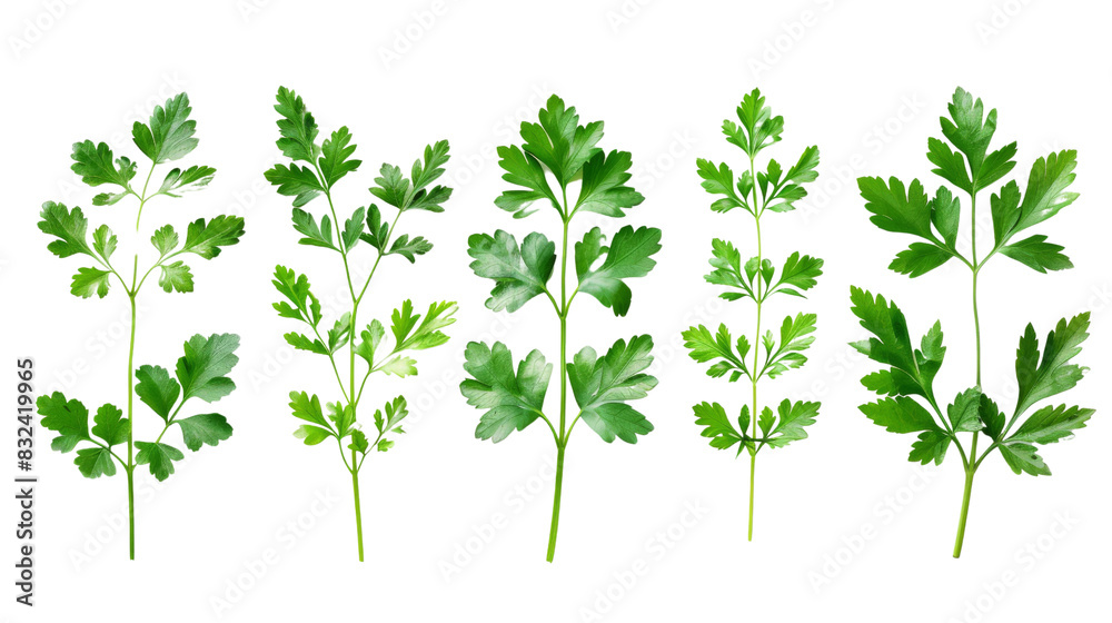 Mediterranean herbs and spice Mediterranean herbs and spice