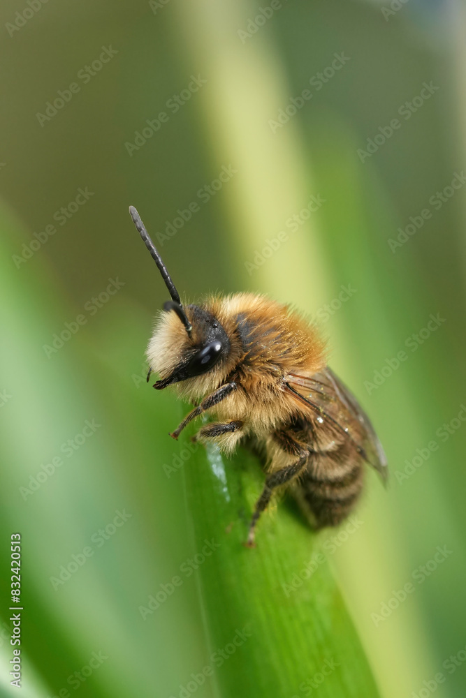 Closeup on a cute male Early Cellophane Bee,, Colletes cunicularius, haning into the green vegetation Closeup on a cute male Early Cellophane Bee,, Colletes cunicularius, haning into the green vegetation