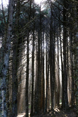 Sunlight filtering through trees in a dark, creepy forest.