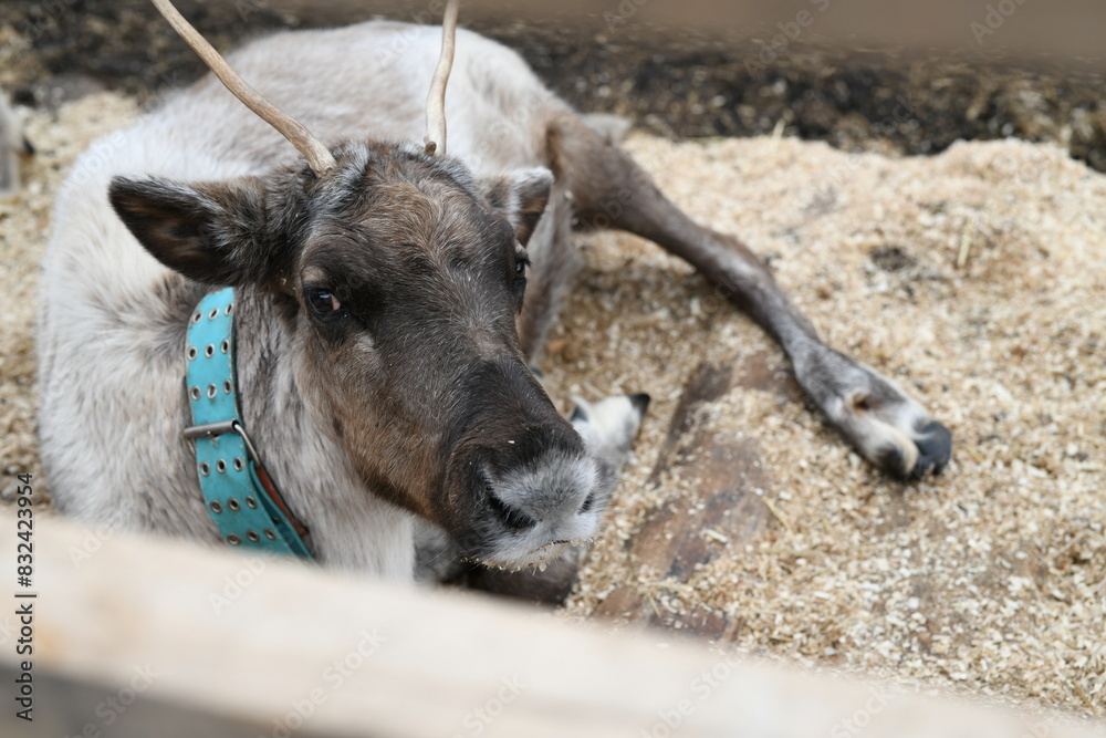 Photo of a gray reindeer on an animal farm, zoo. Deer antlers, hooves, fur close-up Photo of a gray reindeer on an animal farm, zoo. Deer antlers, hooves, fur close-up