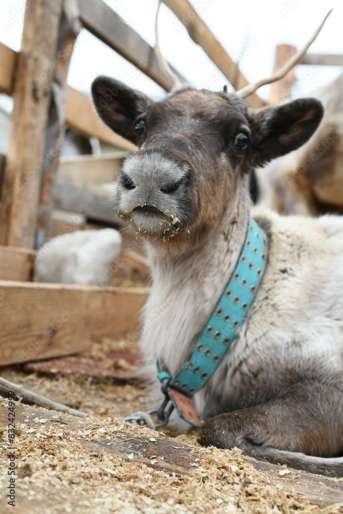 Photo of a gray reindeer on an animal farm, zoo. Deer antlers, hooves, fur close-up