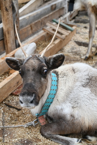 Photo of a gray reindeer on an animal farm  zoo. Deer antlers  hooves  fur close-up