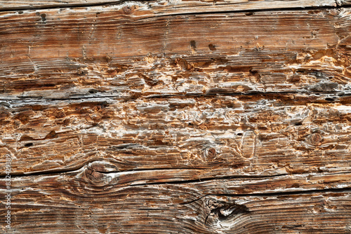 Schilderij op canvas woodworm_infestation