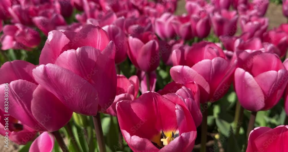 Pink tulips in a tulip field, Burnside Farms Virginia, blowing in the wind Pink tulips in a tulip field, Burnside Farms Virginia, blowing in the wind