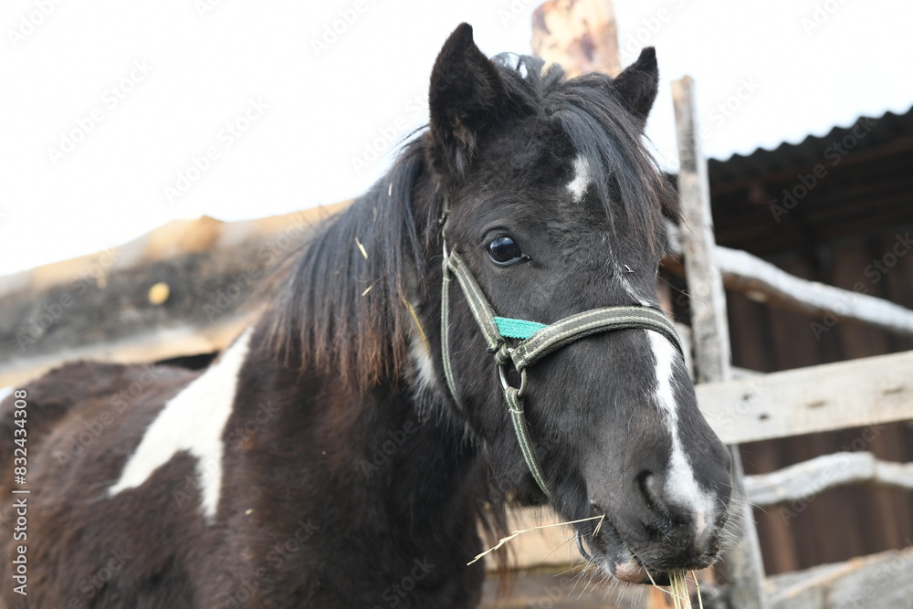 Fototapeta premium Photo of a little pony on an animal farm, a horse in the zoo.