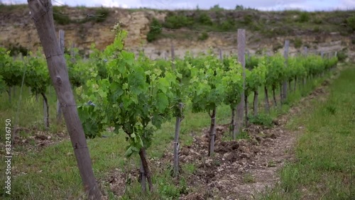 Beautiful rows of young green vineyards move in the wind on a cloudy spring day