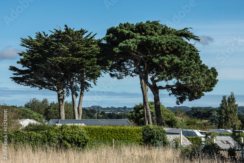 pine trees on a camp site with mobil homes on a sunny day in summer in Britanny