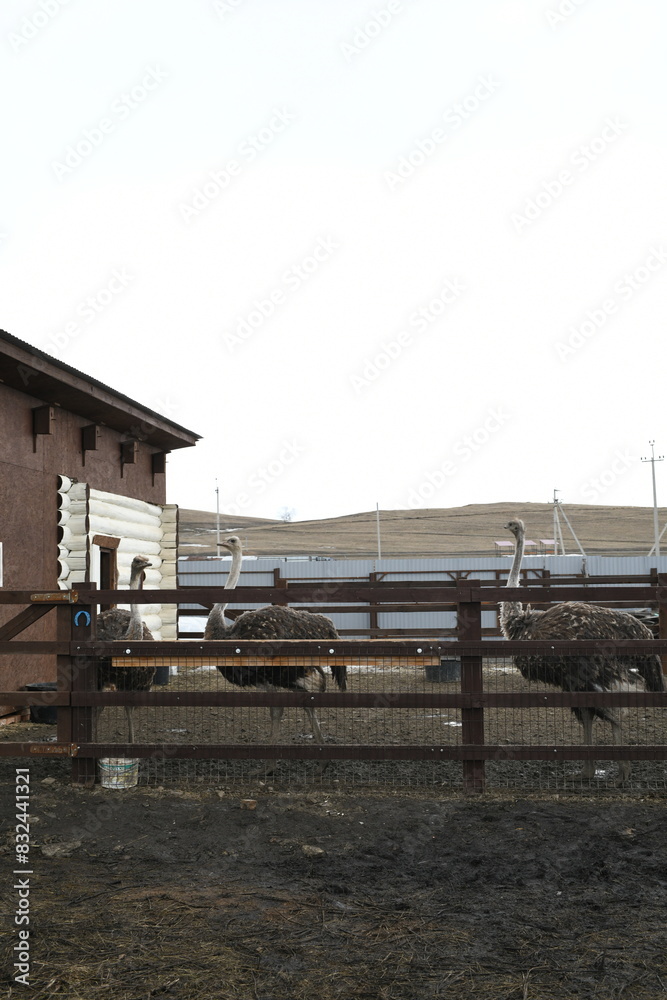 Ostrich farm. Ostriches closeup portrait in zoo, animal farm