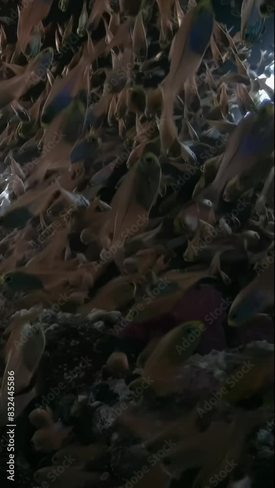 A group of fish swimming in the dark A group of fish swimming in the dark
