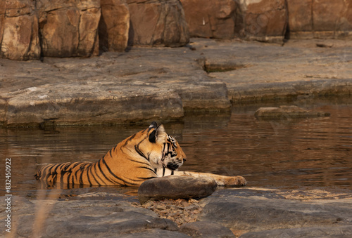 Tiger cub in royal pose reasting in water body at Panna Tiger Reserve, Madhya pradesh, India photo