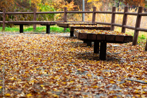 View of the wooden bench with the fallen leaves in autumn photo