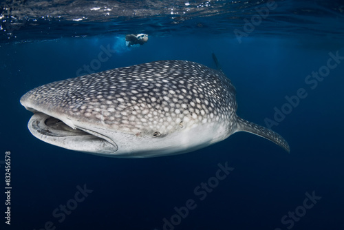 Woman swimming whale shark in blue sea. Giant Shark underwater and woman freediver
