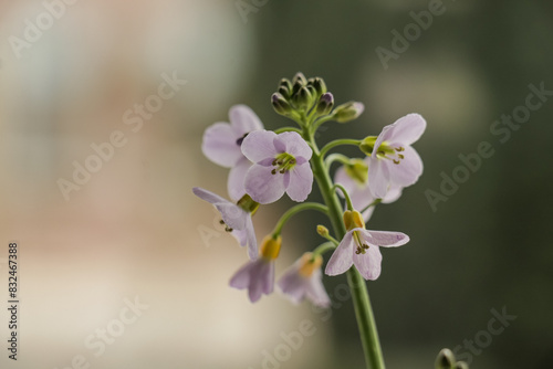 Close up of pink Pentecostal flower on a blurry background. Selective focus on lilac purple flowers. photo