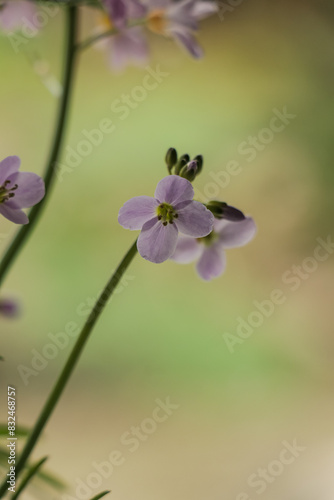 Close up of pink Pentecostal flower on a blurry background. Selective focus on lilac purple flowers. photo