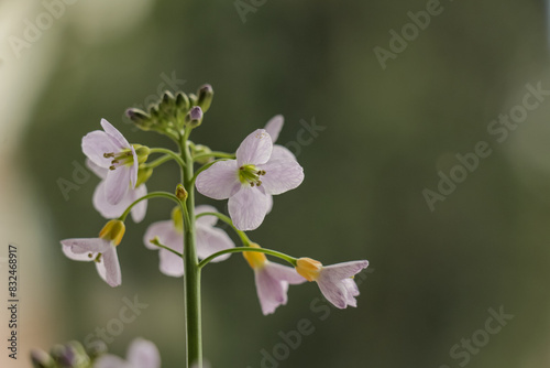 Close up of pink Pentecostal flower on a blurry background. Selective focus on lilac purple flowers. photo