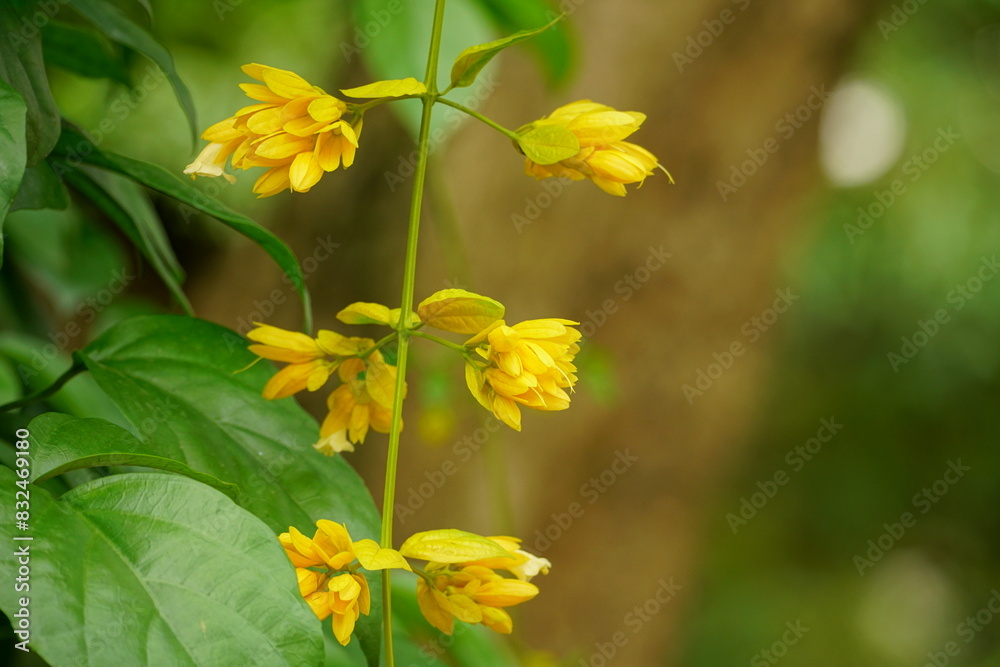 Close-up of Petraeovitex bambusetorum flower Close-up of Petraeovitex bambusetorum flower