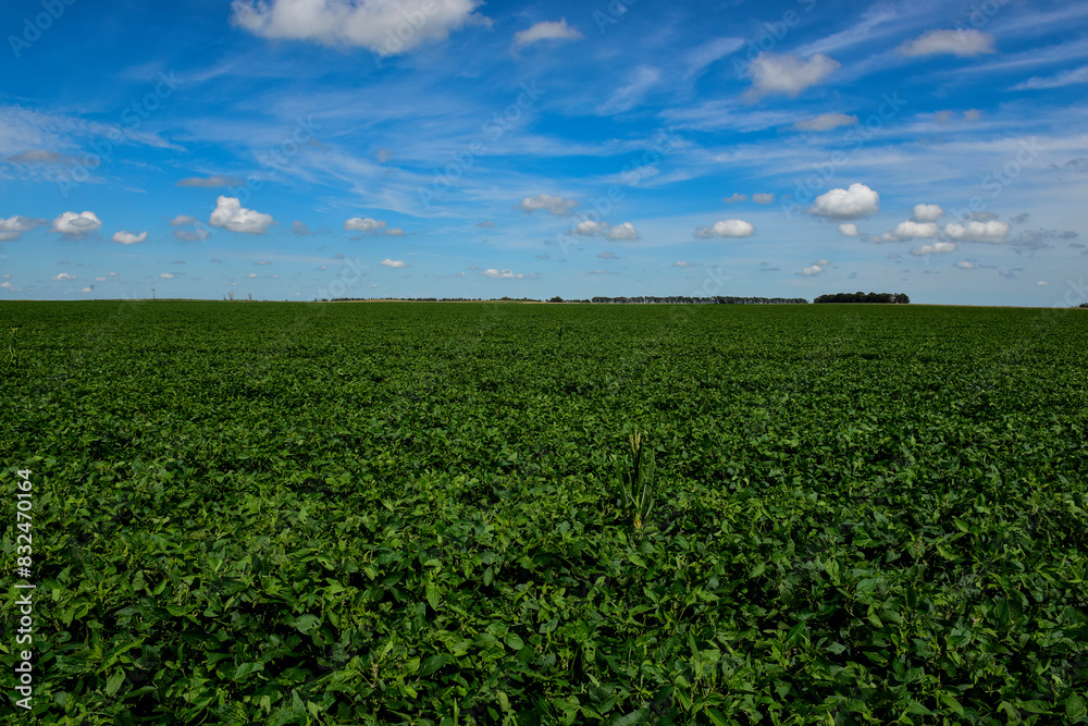 Soybean crop field , in the Buenos Aires Province Countryside, Argentina. Soybean crop field , in the Buenos Aires Province Countryside, Argentina.