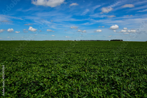 Soybean crop field   in the Buenos Aires Province Countryside  Argentina.
