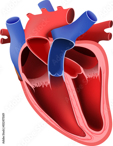 Heart anatomy. photo