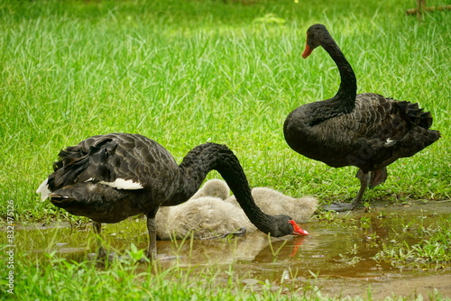 Fototapeta Naklejka Na Ścianę i Meble -  black swan on the grass