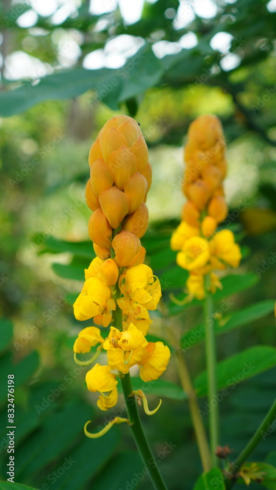 Flowers of Senna alata in the garden