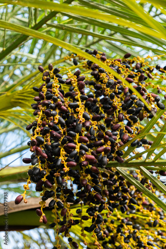 Seeds of Phoenix roebelenii (Palmeira Fênix) close up. photo
