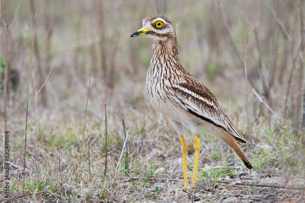 Eurasian Stone-Curlew (Burhinus oedicnemus) in Spain. Eurasian Stone-Curlew (Burhinus oedicnemus) in Spain.