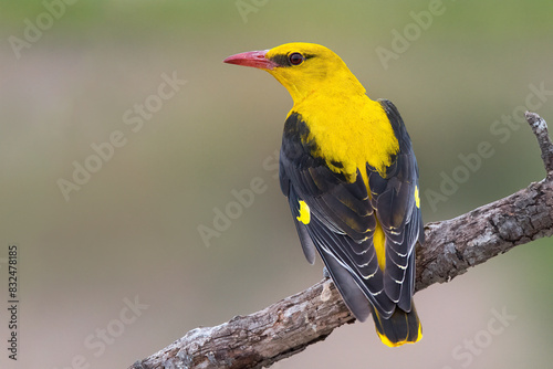 Eurasian Golden Oriole (Oriolus oriolus) male.