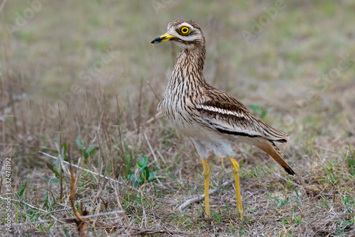 Eurasian Stone Curlew (Burhinus oedicnemus) photo