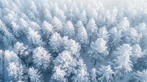 An aerial perspective of a forest in winter, showcasing snow-covered trees that create a mesmerizing white landscape. The intricate patterns formed by the branches and snow present a stunning view.