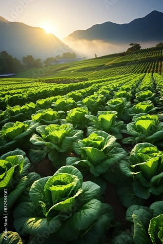 Lettuce field at sunrise, lush green, mountains in background, peaceful