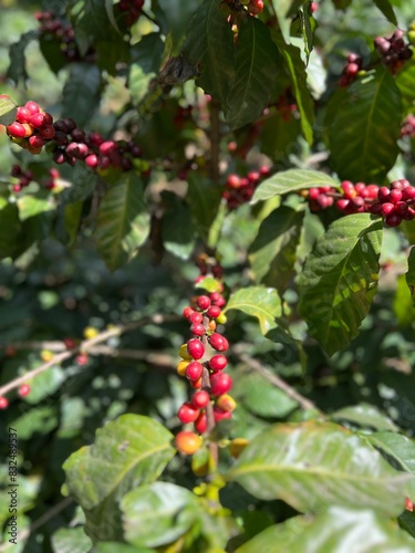 coffee cherry in coffee farm