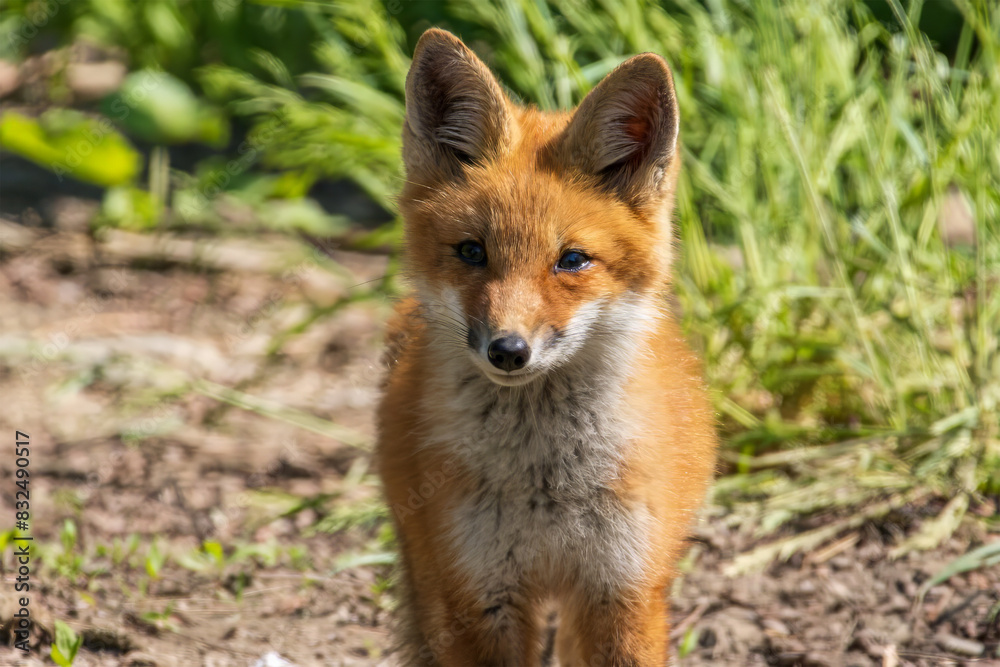 Red Fox Red Fox