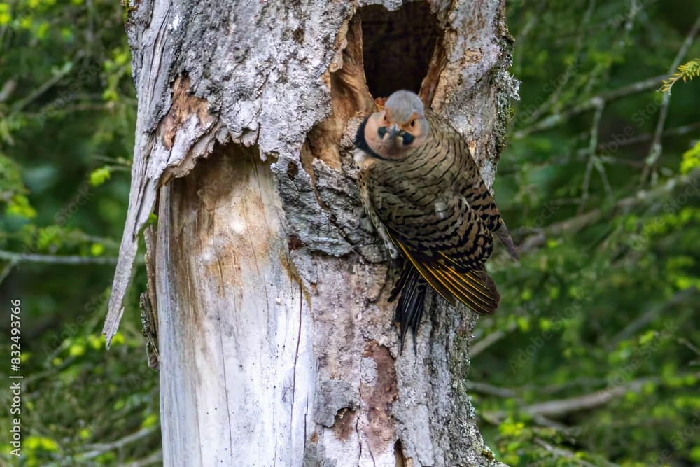 Obraz premium Northern Flicker