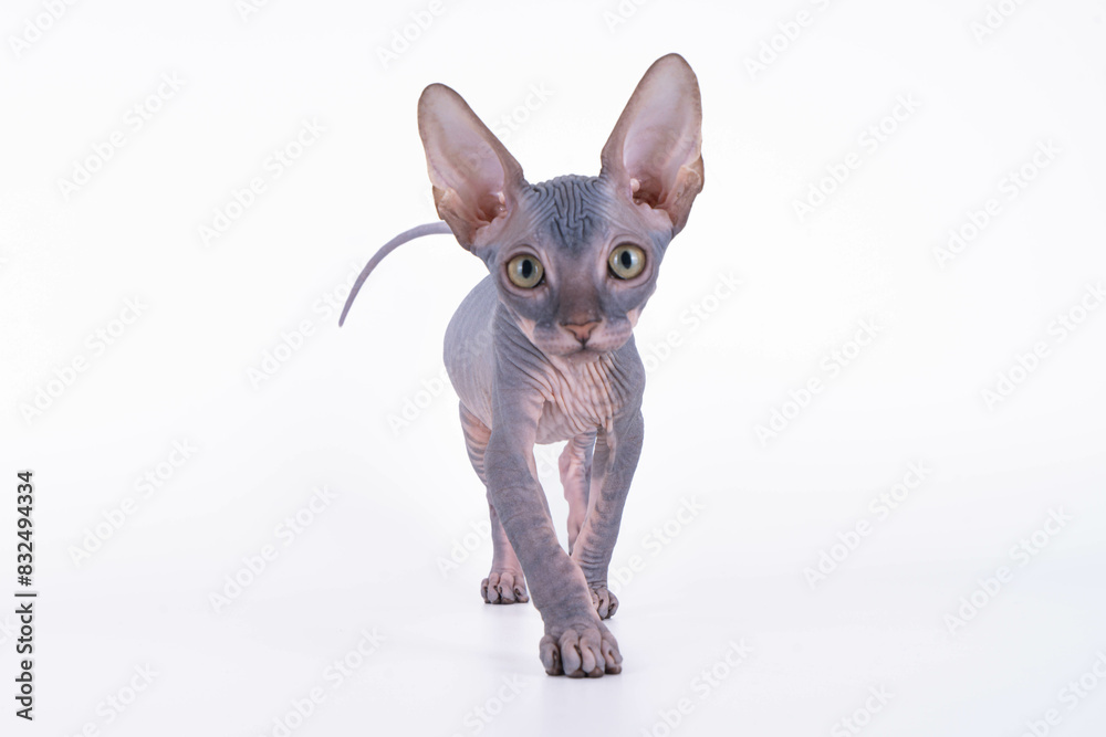 A hairless kitten on a white surface looks at the camera