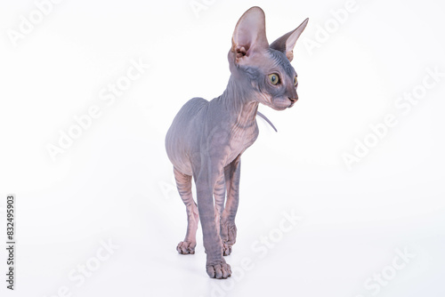 There is a hairless cat standing on a white surface