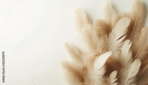 ベージュの羽 白い背景 壁紙 ふわふわした羽毛 クローズアップ