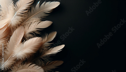 ベージュの羽　黒字　壁紙　ふわふわした羽毛　クローズアップ photo