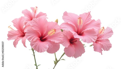 Pink hibiscus flowers with soft focus background © aicha