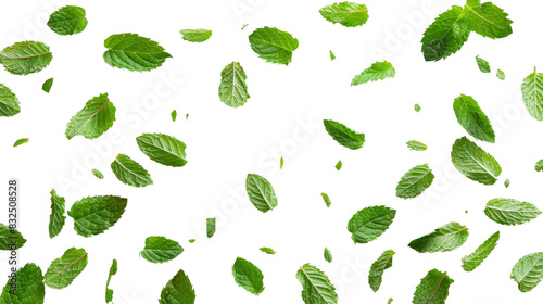 Falling mint leaves, spearmint