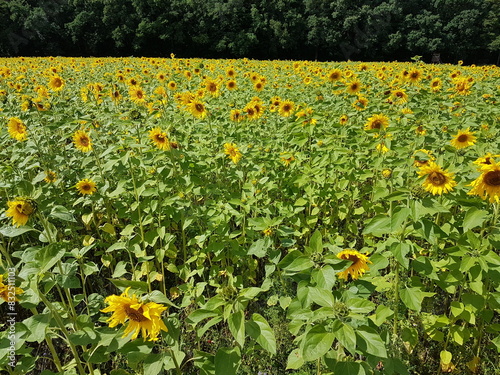 Field of sunflowers in spring in Germany